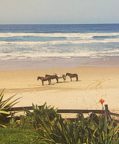 Vintage Postcard of Horses on the Beach, Eastern Cape South Africa