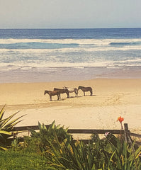 Vintage Postcard of Horses on the Beach, Eastern Cape South Africa
